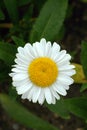 Daisy Leucanthemum maximum