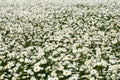 Daisy Leucanthemum vulgare field