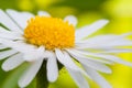 Daisy (Leucanthemum vulgare)