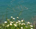 Daisy Like Flowers Growing Next To Beach In Lagos Portugal