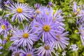 Daisy like lavender-blue flowers of aster frikartii close-up. Royalty Free Stock Photo