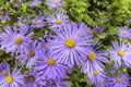 Daisy like lavender-blue flowers of aster frikartii close-up. Royalty Free Stock Photo