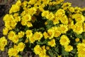 Daisy like yellow flowers of Chrysanthemum in October Royalty Free Stock Photo