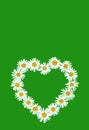 Daisy in love shape over green background Royalty Free Stock Photo