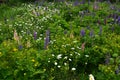 Daisy, lupines, celandine grow in abandoned garden. Pink, violet, white and yellow flowers Royalty Free Stock Photo