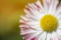 Daisy macro on green sunny blurred background banner. Macro nature spring flower closeup Royalty Free Stock Photo