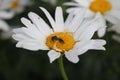 Daisy macrophotography. Ant on the bloom. White petals and yellow stamens.