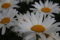 Daisy macrophotography. Garden plant. White petals and yellow stamens.