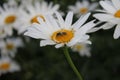 Daisy macrophotography. Insect on the bloom. White petals and yellow stamens.