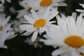 Daisy macrophotography. Summer bloom. White petals and yellow stamens.