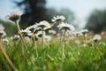 Daisy meadow Royalty Free Stock Photo