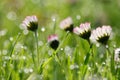 Daisy meadow Royalty Free Stock Photo