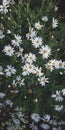 BEAUTIFUL DAISY MEADOW GARDEN GREEN Royalty Free Stock Photo