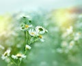 Daisy in meadow - close up Royalty Free Stock Photo