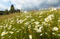 daisy on meadow, common daisy in latin Bellis perennis Royalty Free Stock Photo