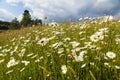 daisy on meadow, common daisy in latin Bellis perennis Royalty Free Stock Photo