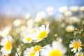 Daisy Meadow Royalty Free Stock Photo