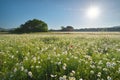 Daisy meadow at day