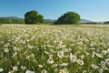 Daisy meadow at day Royalty Free Stock Photo