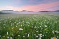 Daisy meadow on foggy morning Royalty Free Stock Photo