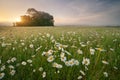 Daisy meadow on foggy morning Royalty Free Stock Photo