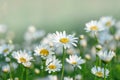 Daisy in a meadow and garden Royalty Free Stock Photo