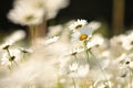 daisy on the meadow a spring morning close up of fresh daisies growing backlit by rising sun may poland Royalty Free Stock Photo