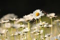 daisy on the meadow a spring morning close up of fresh daisies growing backlit by rising sun may poland Royalty Free Stock Photo