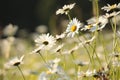 daisy on the meadow a spring morning close up of fresh daisies growing backlit by rising sun may poland Royalty Free Stock Photo