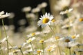 daisy on the meadow a spring morning close up of fresh daisies growing backlit by rising sun may poland Royalty Free Stock Photo