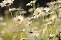 daisy on the meadow a spring morning close up of fresh daisies growing backlit by rising sun may poland Royalty Free Stock Photo