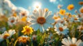 Daisy Meadow, Summer field with white daisies under blue sky Royalty Free Stock Photo