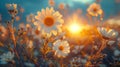 Daisy Meadow, Summer field with white daisies under blue sky Royalty Free Stock Photo