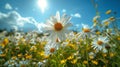 Daisy Meadow, Summer field with white daisies under blue sky Royalty Free Stock Photo