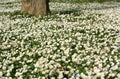 Daisy meadow Royalty Free Stock Photo