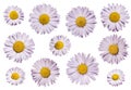 Daisy or moonflower or marguerite flower isolated on transparency. Royalty Free Stock Photo