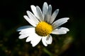 Daisy on morning sunlight , water droplets, dew on the white petals Royalty Free Stock Photo