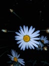 Daisy at night Royalty Free Stock Photo