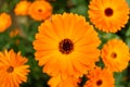 Daisy orange flower Royalty Free Stock Photo