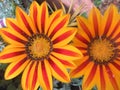 Daisy orange and yellow Royalty Free Stock Photo