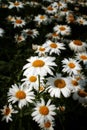 Daisy oxeye Royalty Free Stock Photo