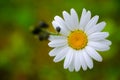 Daisy oxeye daisy flower in close-up. Royalty Free Stock Photo