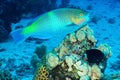 Daisy parrotfish Royalty Free Stock Photo