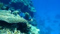 Daisy parrotfish or bullethead parrotfish, Chlorurus sordidus, undersea, Red Sea, Egypt, Sinai Royalty Free Stock Photo