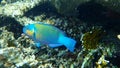 Daisy parrotfish or bullethead parrotfish Chlorurus sordidus undersea, Red Sea Royalty Free Stock Photo