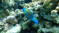 Daisy parrotfish or bullethead parrotfish Chlorurus sordidus undersea, Red Sea Royalty Free Stock Photo