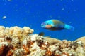 Daisy parrotfish Chlorurus sordidus, Red Sea Royalty Free Stock Photo