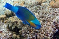 Daisy parrotfish Chlorurus sordidus, Red Sea Royalty Free Stock Photo