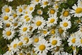 Wild Daisy Patch Royalty Free Stock Photo