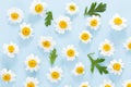Daisy pattern. Flat lay spring and summer chamomile flowers on a blue background.Top view Royalty Free Stock Photo